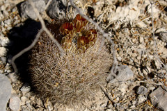 Echinomastus durangensis