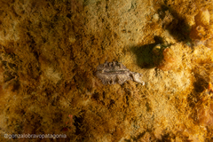 Phrikoceros mopsus