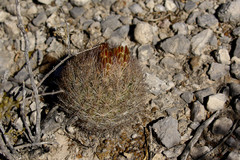 Echinomastus durangensis