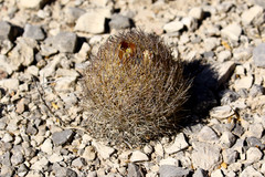 Echinomastus durangensis