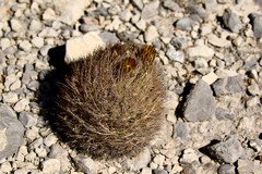 Echinomastus durangensis