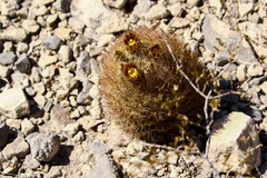 Echinomastus durangensis