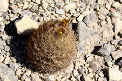 Echinomastus durangensis