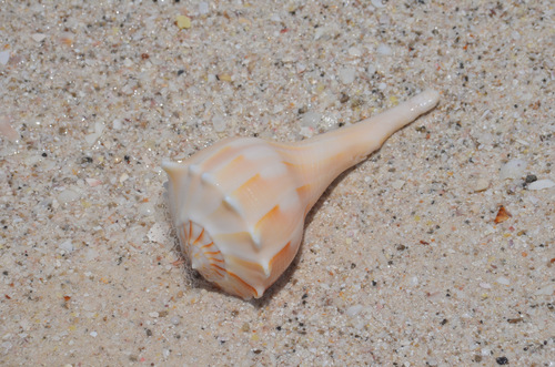Sinistrofulgur perversum