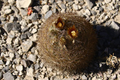 Echinomastus durangensis