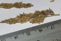 Eragrostis variabilis