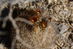 Echinomastus durangensis