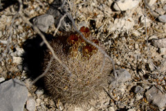Echinomastus durangensis