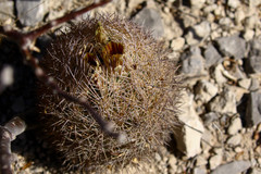 Echinomastus durangensis