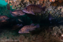 Acanthistius patachonicus