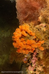 Clathria