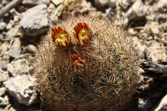 Echinomastus durangensis