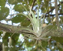 Tillandsia caput-medusae