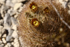 Echinomastus durangensis