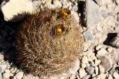 Echinomastus durangensis