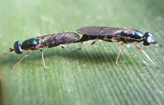 Merosargus cingulatus