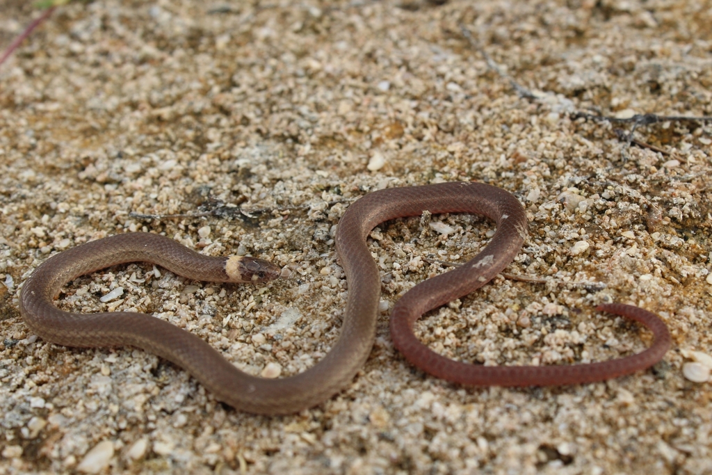 Peten Centipede Snake