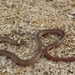 Peten Centipede Snake - Photo (c) Pedro E. Nahuat-Cervera, some rights reserved (CC BY-NC), uploaded by Pedro E. Nahuat-Cervera