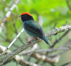 Blue Manakin photo 5