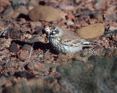 Ramphocoris clotbey