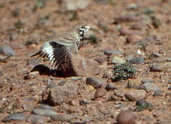 Ramphocoris clotbey