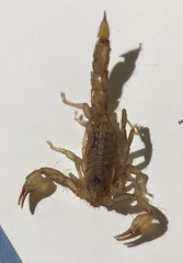 Chihuahuanus