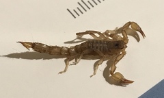 Chihuahuanus