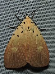 Asota iodamia