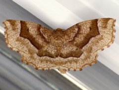 Metarranthis refractaria