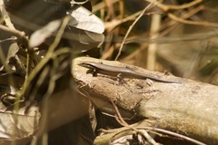Marisora unimarginata
