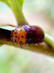 Platymela sticticollis
