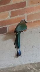 Momotus subrufescens