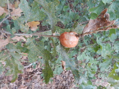 Striatoandricus aciculatus