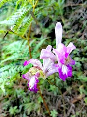 Epidendreae