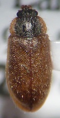 Eronyxa pallida