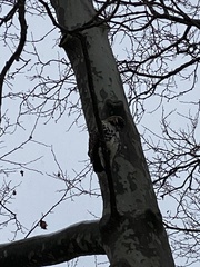 Buteo jamaicensis