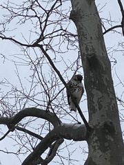 Buteo jamaicensis