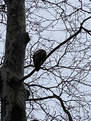 Buteo jamaicensis