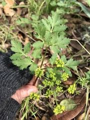 Tauschia kelloggii