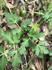 Tauschia kelloggii