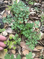 Tauschia kelloggii