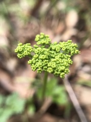Tauschia kelloggii