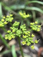 Tauschia kelloggii
