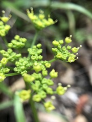 Tauschia kelloggii