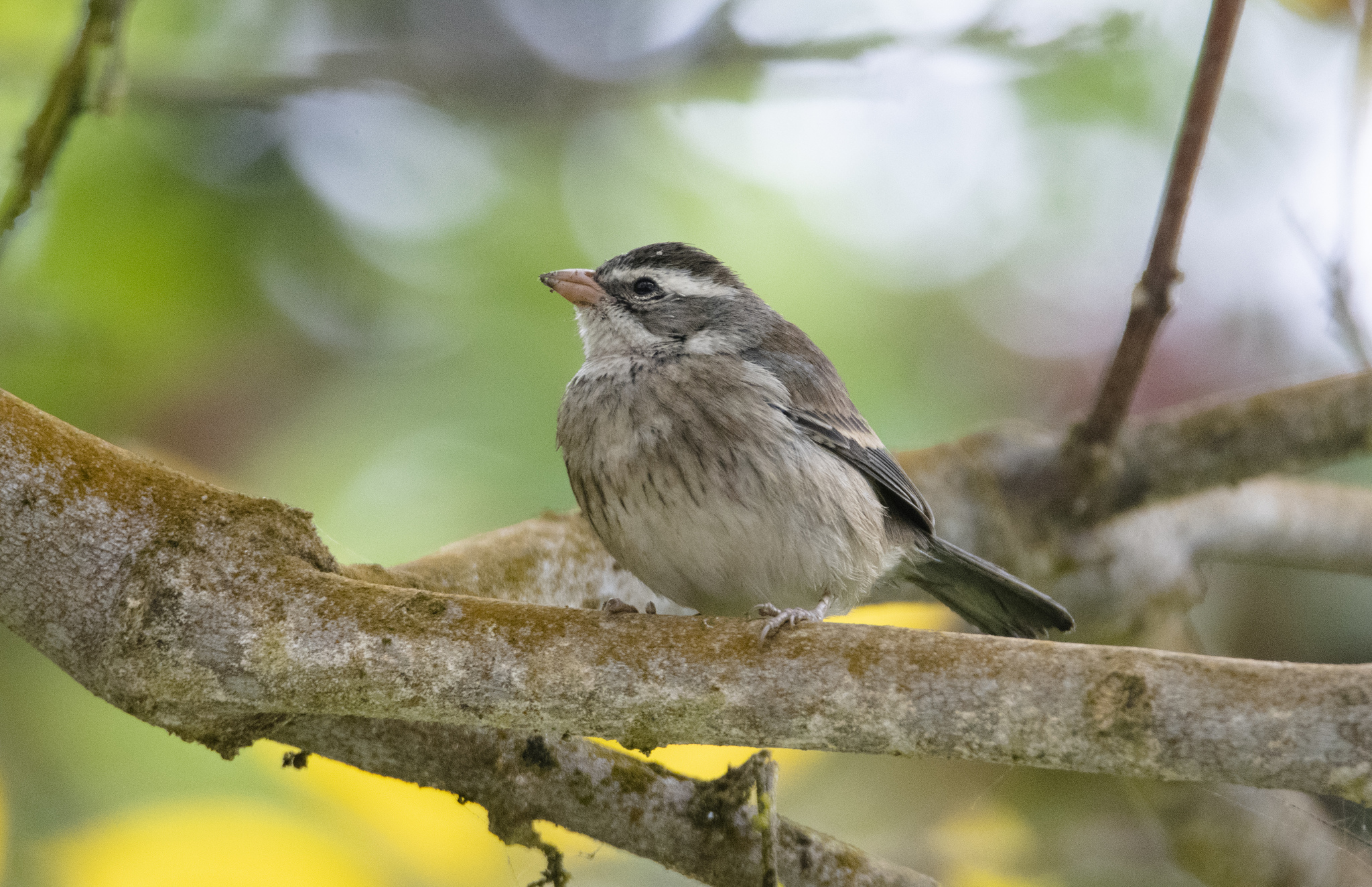 Collared Warbling Finch (Poospiza hispaniolensis)