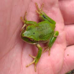 Gastrotheca pseustes