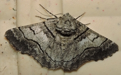 Hypobapta diffundens