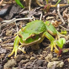 Gastrotheca pseustes