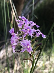 Stylidium laciniatum