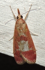 Syntonarcha vulnerata